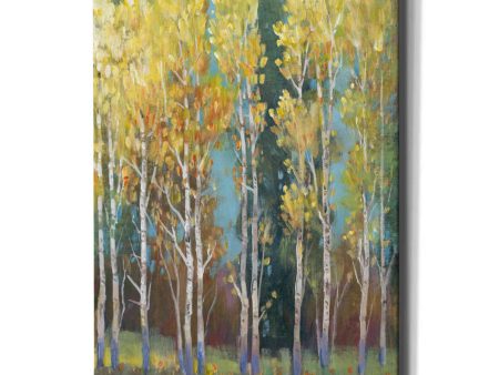 Aspen Grove I  by Tim O Toole, Canvas Wall Art Online Hot Sale