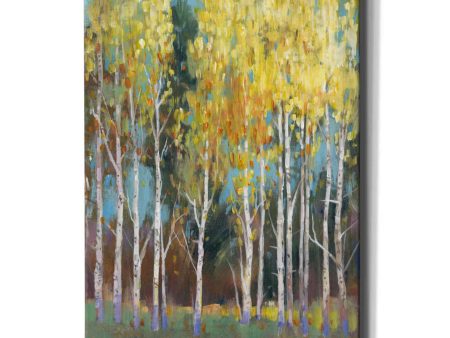 Aspen Grove II  by Tim O Toole, Canvas Wall Art Hot on Sale