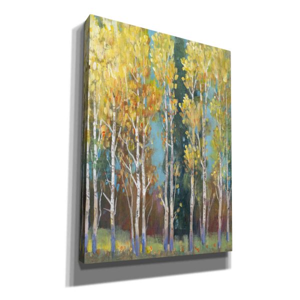 Aspen Grove I  by Tim O Toole, Canvas Wall Art Online Hot Sale